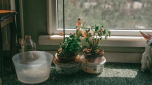 Home with plants and sustainable living items